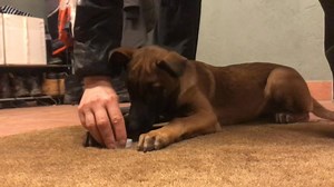 New lessons added to our indication course! We have just added a few extra lessons about food games to our indication course. They explain why we are using them and how they connect to the rest of the detection dog training. Recently we also includes two more sections to our already loaded indication course. One section on how to transition the indication from pieces of Kong to other types of articles. We also added a section on how food rewards can be used to train a passive indication for trac