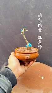 Elaeagnus angustifolia, which flowers in winter and bears fruit in spring, is easy to dig up and grow. #bonsai #wildflowerbonsai_Share | Nazim's Bonsai