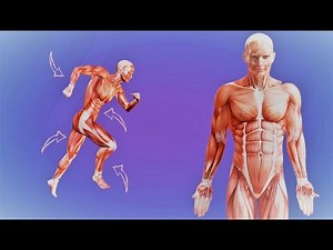 4. Η ΦΥΣΙΚΗ ΔΡΑΣΤΗΡΙΟΤΗΤΑ ΣΤΗΝ ΥΓΕΙΑ ΚΑΙ ΔΙΑΤΗΡΗΣΗ ΒΑΡΟΥΣ. Ποιά δραστηριότητα να επιλέξουμε; ᴴᴰ