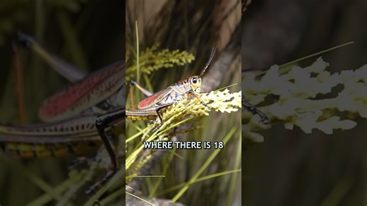 I discovered NYC’s hottest food spot! 🍽️