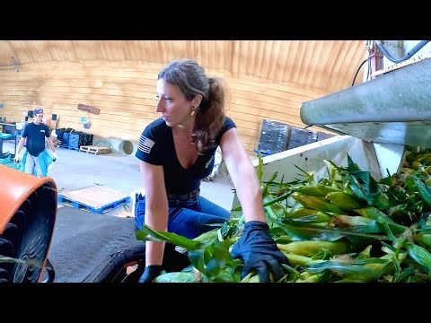 Sweetcorn packing operation 2024