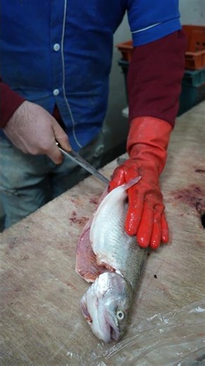 This American Fishing Trick Makes Filleting Fish So Easy