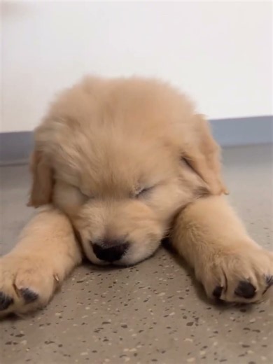 Title:Sleepy Golden Retriever Puppy Falls Asleep Everywhere 🐶💤 #Shorts