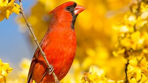 Tony Northrup Shares Tips For Capturing Close Up Bird Photographs