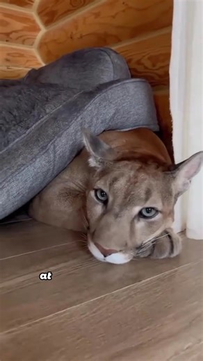 The Smiling Shark#fyp #animals #shark #cute #friendship | Loveable Stories