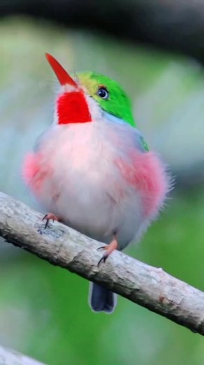 Burung Cuban Tody (Todus Multicolor) Adalah spesies hutan kecil seperti permata yang biasanya ditemukan berpasangan. Kepala yang agak besar paruh panjang dan ekor pendek menciptakan profil yang unik. Perhatikan juga bagian atas tubuhnya yang hijau berkilauan dan tenggorokan serta sisi tubuhnya yang merah. Tidak ada spesies serupa yang ditemukan dalam wilayah jelajahnya. Biasanya berburu dari tempat bertengger rendah hingga menengah duduk hampir diam sebelum melompat ke atas untuk menyambar mangs