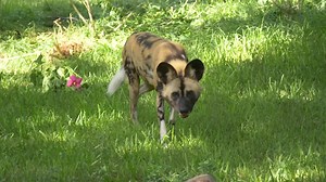 There's plenty to see and do at the Zoo! Spot your favorite animals, snap the perfect photo, and so much more. | Houston Zoo