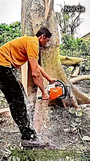 대형 고목을 정밀하게 넘어뜨리는 벌목 기술 #worker #process #woodworking #chainsaw #lumberjack