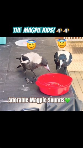 Magpie Chicks Doing Crazy SOUNDS at Feeding Time 😁 #magpie #shorts #funny