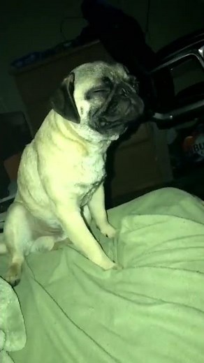 This dog just summoned the devil