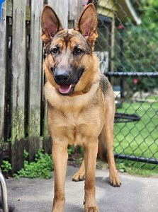 30 reactions | Everyone welcome Greta the GSD - she's a strong lady who is reactive to dogs on walks and needs some help learning how to listen and tune in! | Take the Lead K9 Training | Facebook