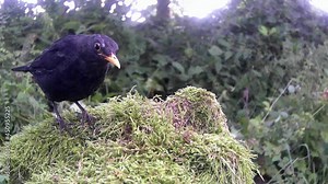 Amsel (Turdus merula) am Futterplatz