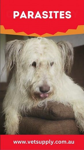 7 Reasons Why Your Dog’s Feet Are Red and How to Treat Them