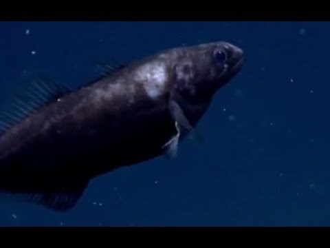 Facts: The Black Swallower