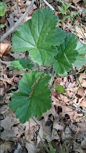 Heuchera americana, "Alumroot" #nature #ecology #nativeplants #botany #wisconsin #usefulnativeplants