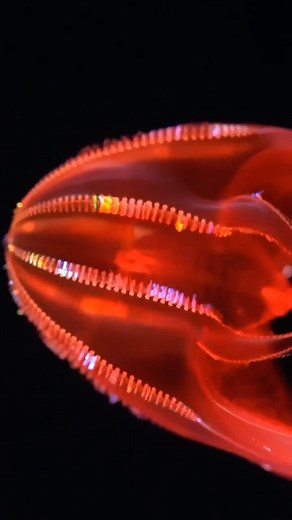 Dr Scott Morrissey | 🩸BLOODY BELLY COMB JELLY🩸 This is Lampocteis cruentiventer, commonly called the bloody belly comb jelly due to its blood-red stomach! This... | Instagram