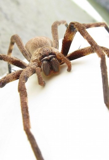 Les 11 araignées les plus dangereuses d'Australie