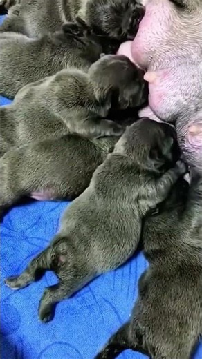 Cutest Puppy Ever 🐶 #Puppy #CutePuppy #Dogs #DogLovers #Pets