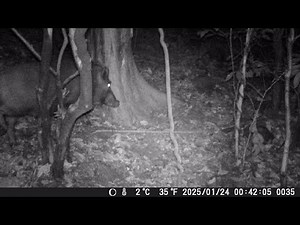 令和6年度 くくり罠 捕獲の瞬間集②