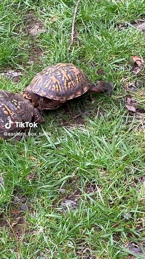 Have you ever seen to Male Eastern Box Turtle Fighting??? It’s Not the best to see, specially if they are your pets. Junior is territorial and Bully everyone when he is feeling himself—->💚🐢 #easternboxturtle #territory #exoticpets #reptilecommunity #photography #wildlifephotography #bully #yourneighbordhoodturtle #boxturtle #turtles #tortuga #reptile #education #tortoise #animalsphotography #conservation #turtlepower #fypシ #vegan #reptilesofinstagram #reptilelover #turtlelife #petsoftiktok #tu