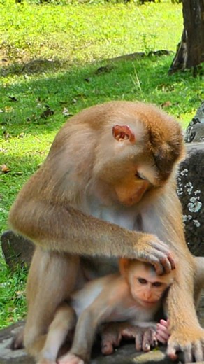 Baby Lynx follows his mother’s example in every feeding move | Nature Life