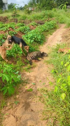 OMG! A Pack of Dogs Chased Down a Cheetah — Unbelievable Moment! 🐕🔥🐆#shorts