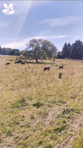 2.2K views · 42 reactions | FAQ... What is this summer trail at Castle Ward all about?? ⚽ Here is a little video that will give you more of an idea of what a family day out at Castle Ward involves this summer!!  #comeoutandplay #summerofsport #everyoneneedsnature #ni4kids #placesmatter #familiyactivities #summer #ntcastleward #nationaltrust #nationaltrustni | Castle Ward - National Trust | Facebook