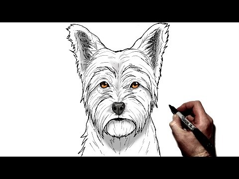 How To Draw A Yorkie | Step By Step