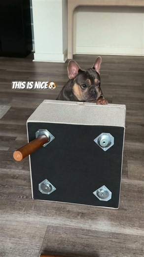 Ziluce Dog Ramp Stairs Installation & Unboxing