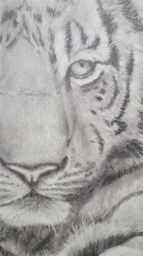 This drawing took me 15 HOURS 😱 - realistic tiger drawing
