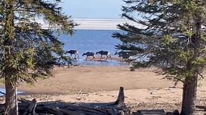 Caribou walk along Hay River, N.W.T. shoreline
