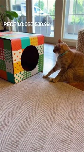 He Almost Made It! Silly Cat Box Jump Fail