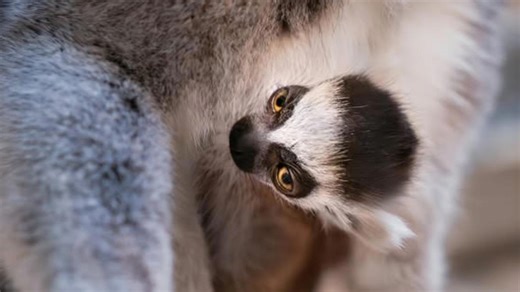 Baby ring-tailed lemur arrives at Toledo Zoo