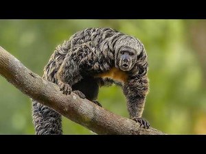 Extremely Rare Monkey Species You Never Knew Existed