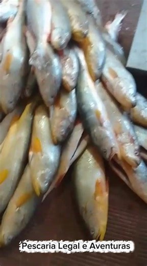 RECORD CATCH OF YELLOW CRAWLS! 🤯 Northern Brazil is INSANE!