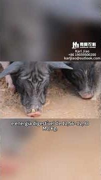 Sua granja tem cachaço reprodutor? Então você precisa saber disso. 🐷