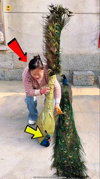 Why is raising a peacock more difficult than raising any other animal? #shorts​