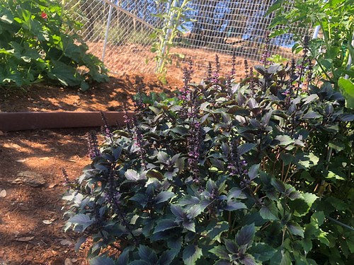 Basil herbalea Wild Magic Starter Plant 10 Inch Starters Now AMAZING | the-clayton-farm