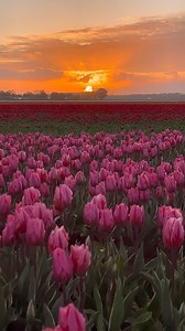 5.5K views · 140 reactions | Tulips season is finally end and we are now heading to summer season. Here’s my favorite videos ....#tulips #tulipsinholland #tulipfield #tulipseason #spring #flowers #travelphotography #travelgram #travel #travelblogger #photography #photooftheday #naturephotography #nature #bucketlist #holland #netherlands #visitnetherlands #dutch #bestdestinations | The amazing places | Facebook