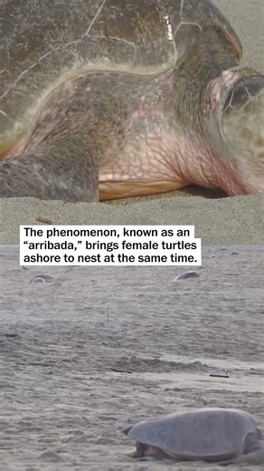 Thousands of sea turtles migrate to Mexico to nest