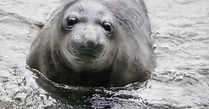 Elephant seal’s return to Victoria area raises safety concerns