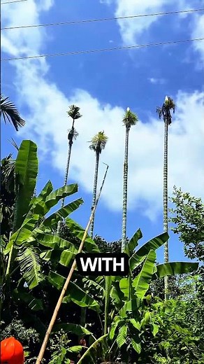 The clever way arborists cut down palm trees without climbing #logging #sawblade #chainsaw