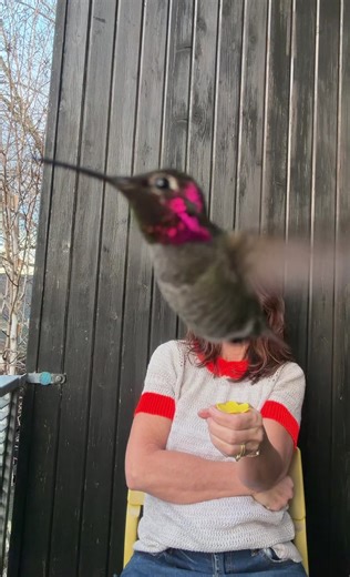 My daughters name is Ruby. #rubyslippers #hummingbirds #hummingbirdsoftiktok
