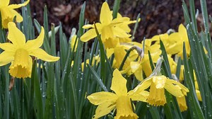 When is the first day of spring? Equinox around the corner