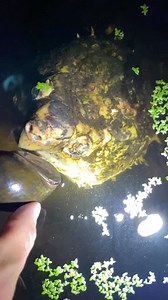 3.6K views · 267 reactions | Miss the hot summer nights feeding the turtles. Tony snacking on a frozen-thawed apple snail #alligatorsnappingturtle #macrochelys #snappingturtle #turtlereels #reels #animalreels #reptilereels | Greg’s Turtle Haven | Facebook