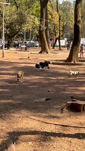 Triste realidad en parque de México pet-friendly Ya disponible! | Chemanimals