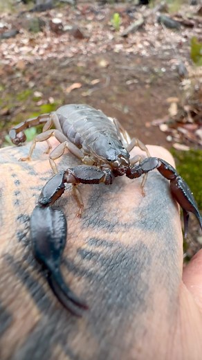 7.9K reactions · 356 shares | Big old friendly Scorpion (Urodacus sp.) in Midgegooroo NP, Western Australia. #scorpion #reels #instareels #wildlife #beautiful #nature #scorpionsofinstagram #creatures #kind #animal #urodacus #instagood #instadaily #wildlifeplanet | Mick Fullerton Wildlife | Facebook