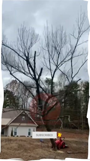 Dead and Fragile Tree Cutting Action