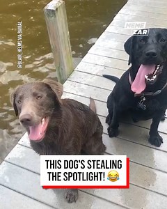 I know that other dog was furious 😂 | Memezar