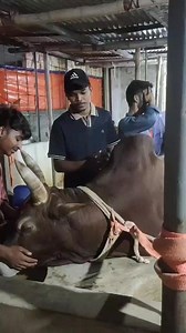 50K views · 1.5K reactions | কামলেশের বিদায়ে কান্নায় ভেঙ্গে পড়ে তার সবচেয়ে কাছের মানুষদি梁 | BD BULL FIGHT | Facebook